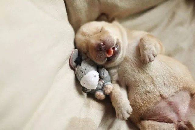 小奶狗为什么一直睡觉,小奶狗为什么一直睡觉不吃东西,小狗抱回来一直睡觉怎么回事？