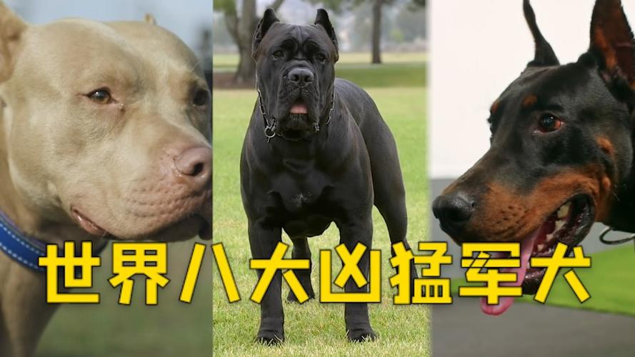 中国什么狗体型最大,中国什么狗体型最大排名,中国最凶猛的军犬？