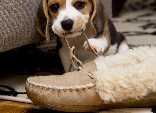狗狗为什么喜欢叼鞋,狗狗为什么喜欢叼鞋子,我家的小狗总是喜欢叼拖鞋是怎么回事？