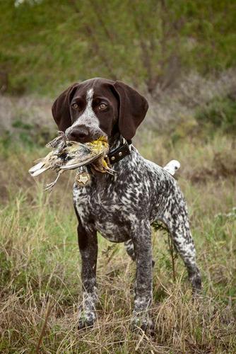 打猎的狗有什么品种,打猎的狗有什么品种图片,什么狗适合长途徒步旅行，耐力好，会打猎，保护主人？