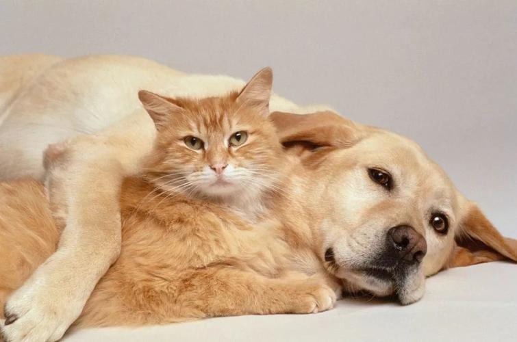 猫为什么没有狗忠诚,猫为什么没有狗忠诚的基因,为什么猫不像狗那样听话？