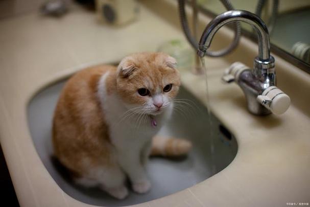 猫为什么这么爱干净,猫为什么这么爱干净卫生,为什么猫越大越爱干净？