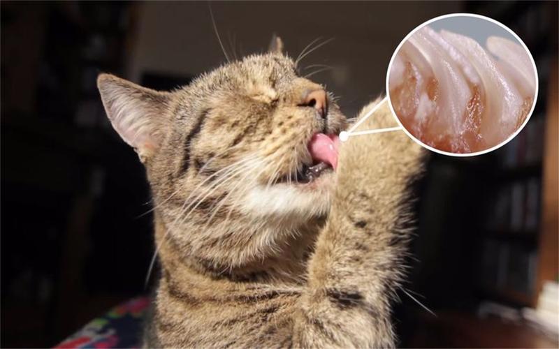 猫的舌头有什么作用,猫的舌头有什么作用和特点,猫的舌头有什么特点？