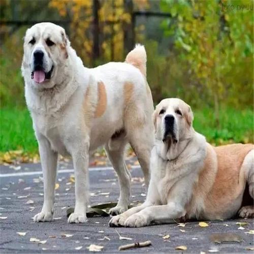 双血统的狗是什么意思,,宠物狗单血统和双血统是什么意思？