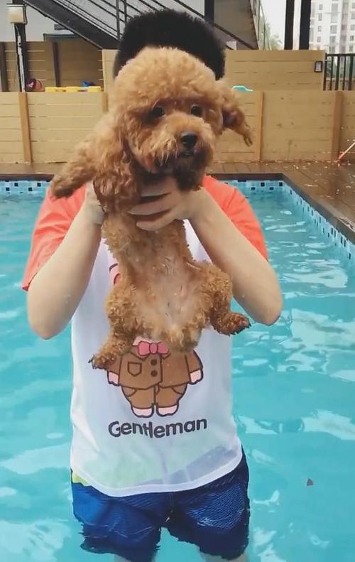 什么狗游泳最厉害,,泰迪游泳能力有多强？
