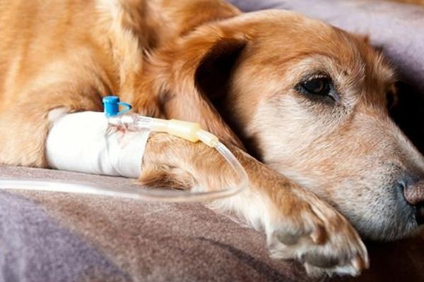 狗狗气管塌陷吃什么药,狗狗气管塌陷吃什么药改善,边牧一直喘气是怎么回事？