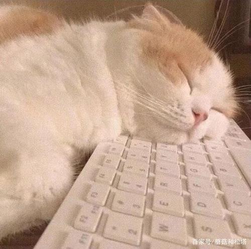 猫为什么喜欢趴键盘,为什么猫咪喜欢趴键盘,电脑键盘猫怎么设置？