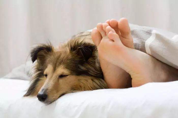 和狗睡觉有什么危害,和狗睡觉有什么危害,刚买回来的狗狗一直不理他他就去睡觉会不会对它的心理有影响？