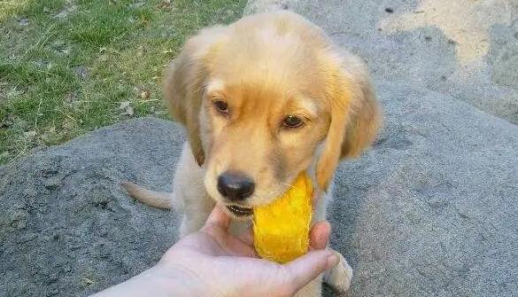 狗为什么不能吃芒果,狗为什么不能吃芒果呢,幼犬可以吃芒果吗？
