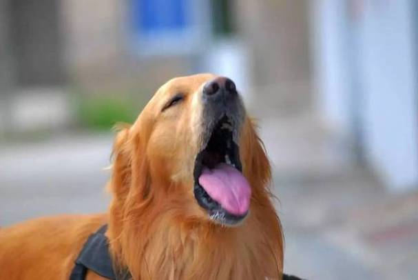 狗急促喘气是什么原因,狗狗像哮喘一样抽气,狗狗呼吸急促困难是怎么回事？