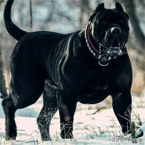 世界上最凶猛的狗是什么狗,世界上最凶猛的狗是什么狗?,最凶的狗十大排行榜？