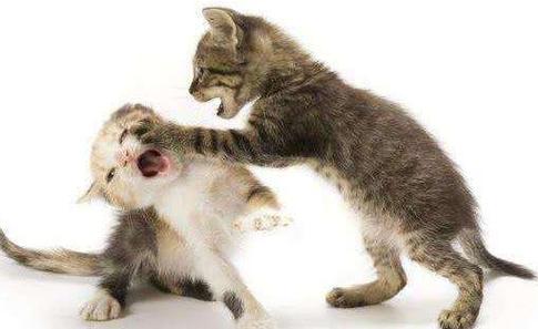 猫为什么打人,猫为什么打人不伸爪子,两只小猫一直相互打是啥回事？