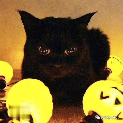 猫有什么秘密,猫有什么秘密和特点,《鬼妈妈》中的那只黑色的小脏猫是有什么秘密？如：为什么它会说话？