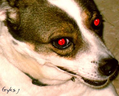 狗眼为什么晚上会发光,狗眼为什么晚上会发光呢,狗是不是色盲？