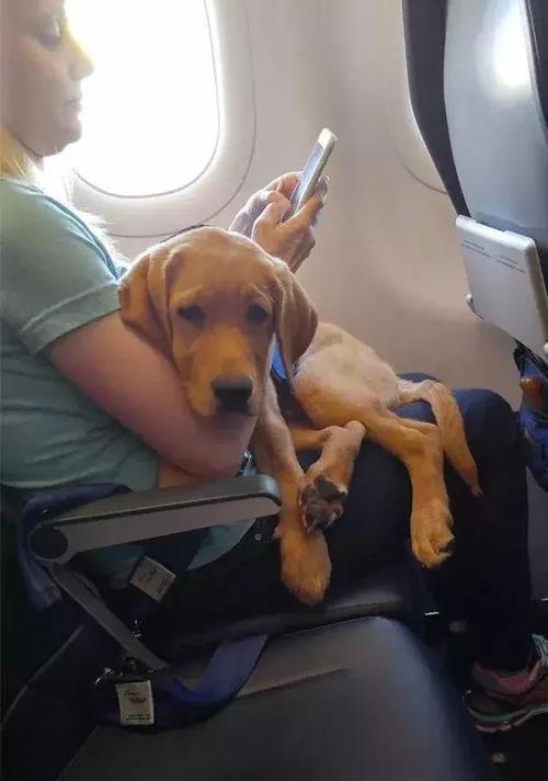 狗狗坐飞机需要什么手续,狗狗坐飞机需要什么手续证件,宠物能带上飞机吗？