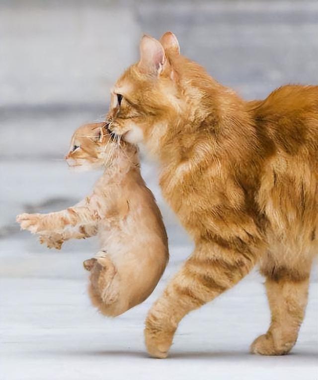猫为什么吃自己的幼崽,母猫吃掉小猫预示着什么,猫吃自己崽子为什么？