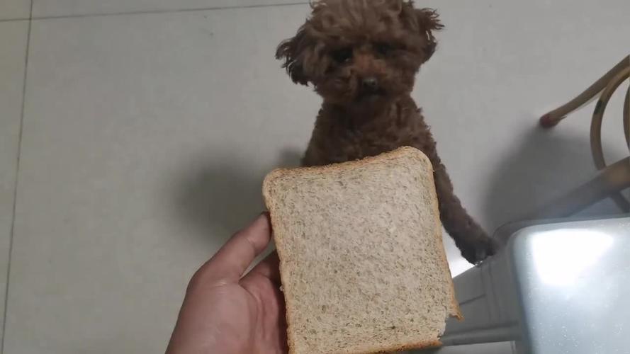 泰迪可以吃面包吗,两个月的泰迪可以吃面包吗,泰迪可以吃面包片吗？