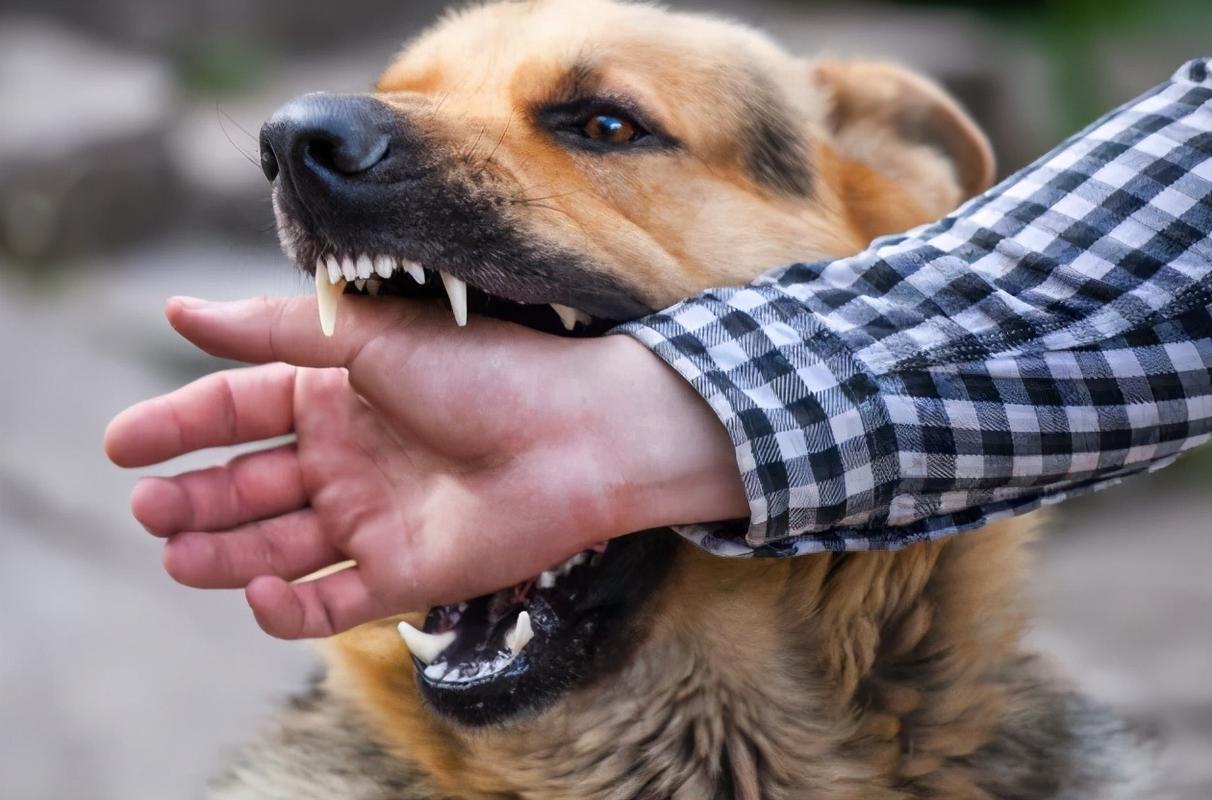 狗突然咬人预示着什么,狗连主人都咬是预示什么,如果狗狗和你玩得很好，但是经常突然咬人，是怎么回事？