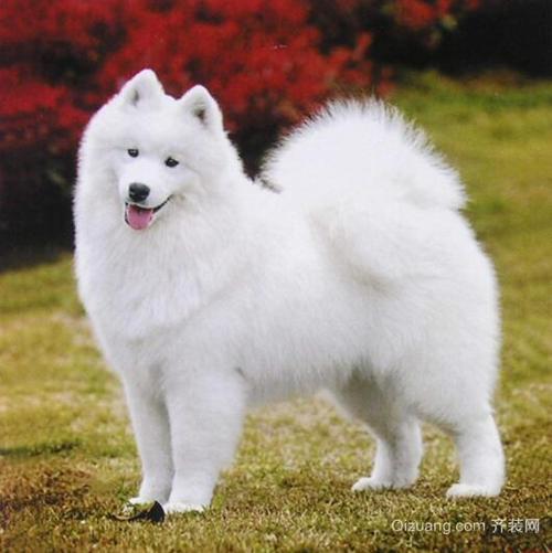 纯白狗为什么不能养,纯白狗的寓意和象征,白尾巴的狗狗为什么不能养？