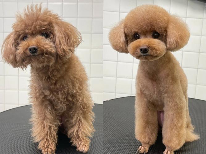 泰迪狗的发型图片,泰迪狗的发型图片好看,泰迪发型怎么剪好看？