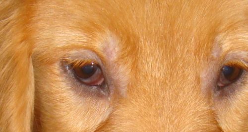 狗红眼病用什么药,狗红眼病用什么药治疗,狗狗眼角发炎了怎么办？