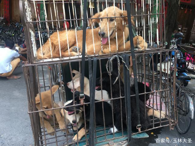 沙河狗市什么时候开,沙河狗市什么时候开2022,北京昌平哪里有狗市？