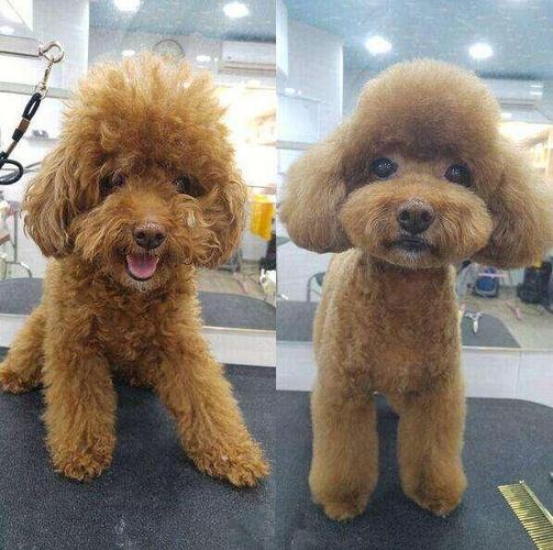 泰迪几个月可以剪毛,泰迪几个月可以剪毛美容,泰迪犬几个月剪毛？