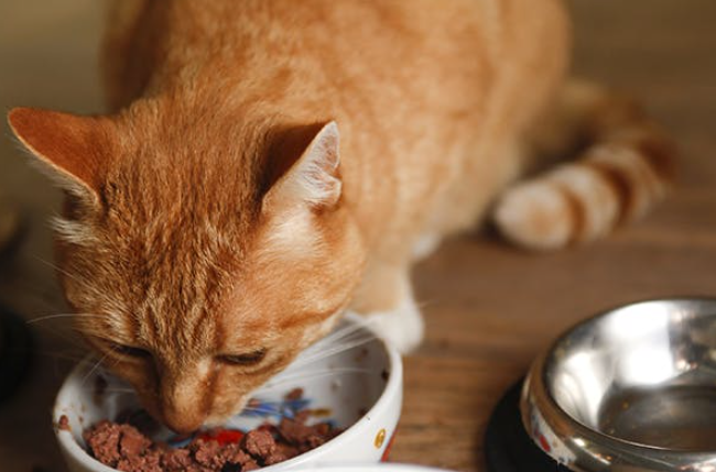 不喂猫粮的话猫吃什么,买不起猫粮给猫吃什么,不喂猫粮的话猫吃什么