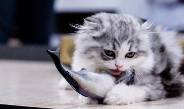 幼猫吃什么鱼,幼猫吃什么鱼比较好,幼猫吃什么鱼比较好？