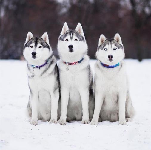 雪地三傻是什么狗,雪地三傻是什么狗图片,什么宠物可以零下？