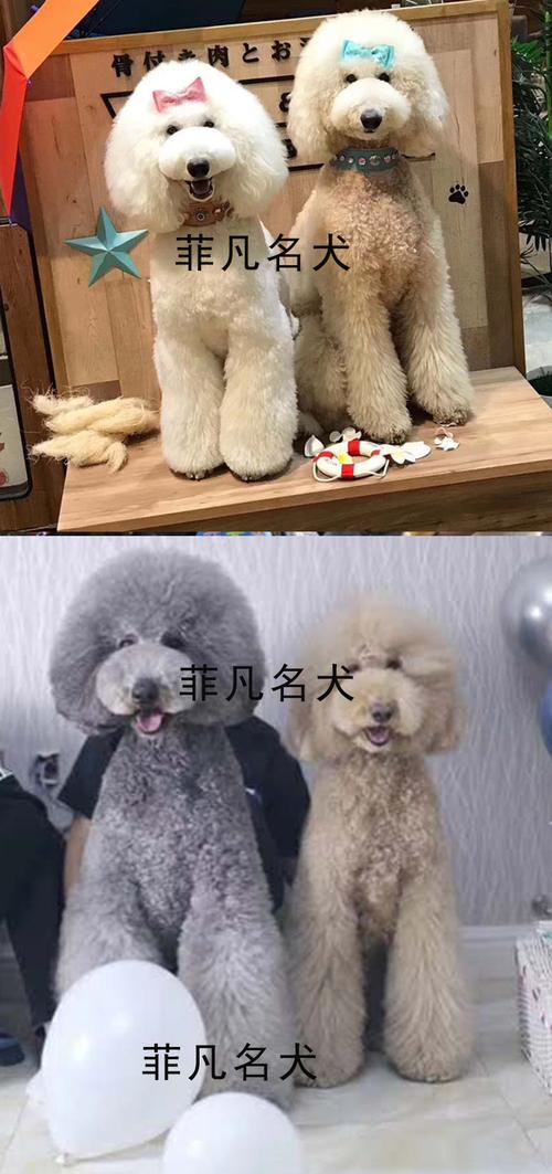 北京泰迪犬舍,北京泰迪犬舍排名,泰迪plus巨型贵宾哪里来的？