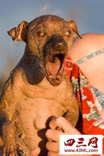 世界上最丑的狗叫什么,世界上最丑的狗叫什么名字,冷言嘲讽文案？