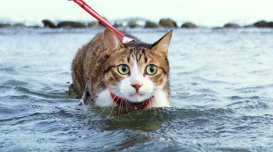 什么猫不怕水,什么猫不怕水又粘人,为啥猫不喜欢水？