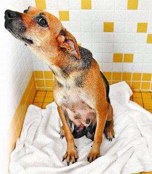 母狗发情有什么特征,狗狗尿道口流出像脓一样的液体,请问母狗发情有什么症状？