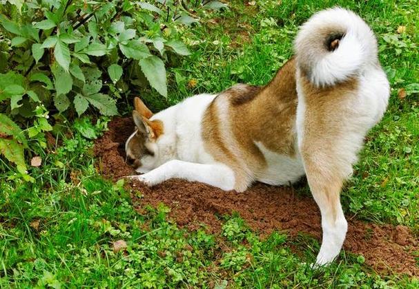 狗挖洞有什么预兆,狗挖洞有什么预兆吗,狗老喜欢在墙角挖洞是怎么回事？