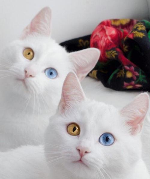 鸳鸯眼白猫是什么品种,鸳鸯眼白猫是什么品种的猫,短毛黄眼睛白猫是什么品种的猫？