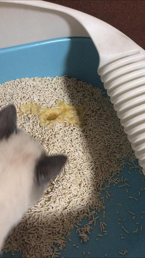 猫尿很黄是什么症状,猫咪尿液很黄很浓,猫猫尿液发黄正常吗？