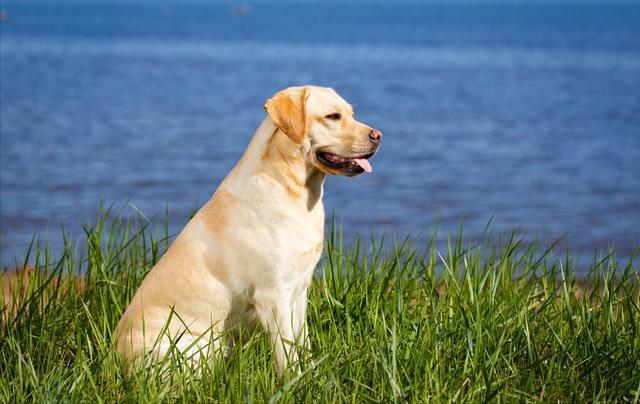 狗的寿命为什么那么短,狗的寿命为什么那么短?,为什么狗的寿命比鹅还短？