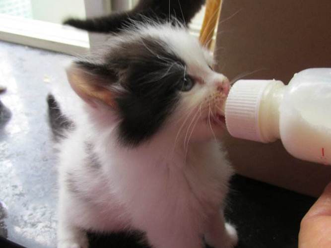 1到2个月的小猫吃什么,1到2个月的小猫可以喝纯牛奶吗,一到两个月的小猫吃什么比较好？
