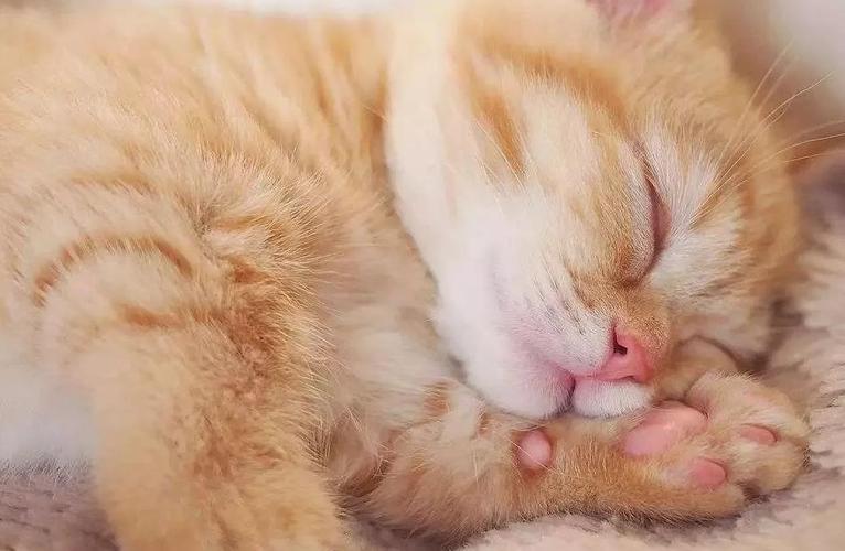 为什么猫总是睡觉,为什么猫总是睡觉不爱玩,小猫为什么晚上睡觉？
