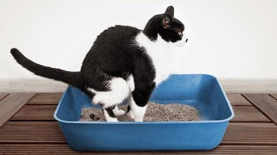 猫便秘吃什么最快排便,猫便秘吃什么最快排便一天吃几次,猫大便干燥怎么快速解决？