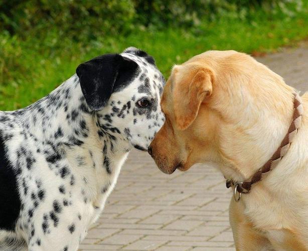 为什么不能和狗狗对视,为什么不能和狗狗对视的原因,狗为什么不和人对视？