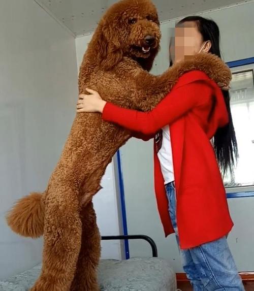 世界上最大的泰迪,世界上最大的泰迪狗,泰迪犬最大能够长到多大？