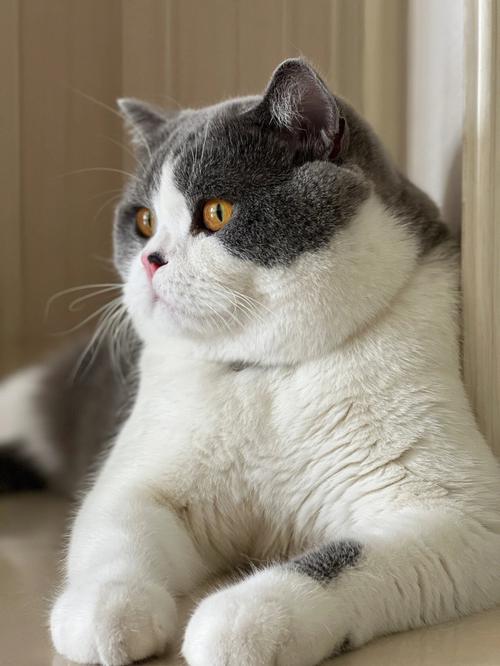 大饼脸的猫是什么品种,大饼脸的猫是什么品种图片,中型猫的成年体有多大？