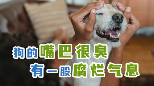 狗嘴巴臭的原因是什么,狗嘴巴臭的原因是什么怎么医治,为什么狗狗不吃东西呢，而且嘴很臭是什么原因呢？