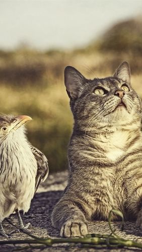猫喜欢看什么,猫喜欢看什么动画片,猫喜欢看鸟是什么原因？