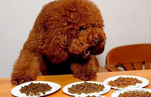 泰迪狗能吃馒头吗,泰迪狗能吃馒头吗为什么,泰迪狗可以吃馒头吗，偶尔可以吃点馒头？