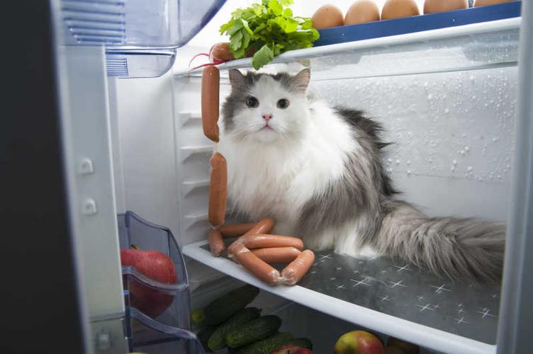 猫和冰箱有什么关系,猫和冰箱有什么关系面试题,猫放冰箱里能活多久？