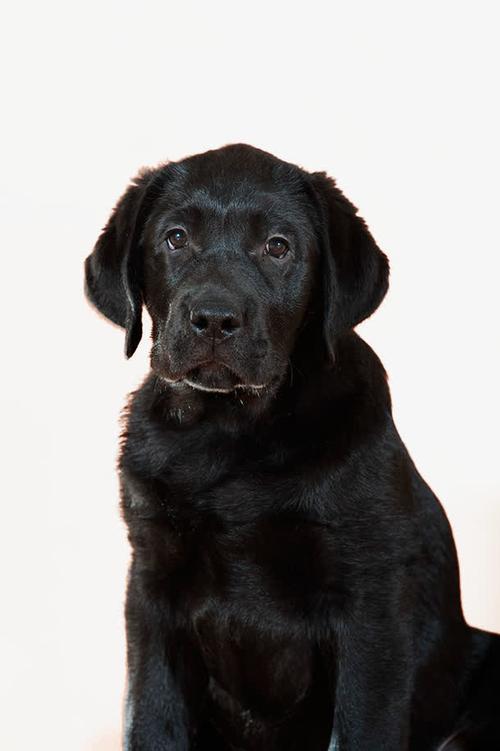 嘴巴黑色的狗是什么狗,,胡椒粉对狗的作用？