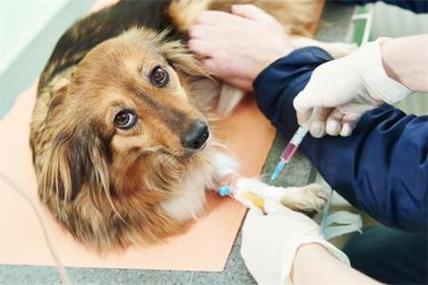 狗狗打疫苗前后要注意什么,博美狗狗打疫苗前后要注意什么,金毛幼犬打完前三针疫苗后几个月在大别的针？